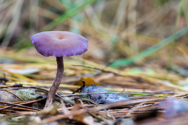 Пурпурні, білі Аметист обманщик, Laccaria amethystina - Фото, зображення