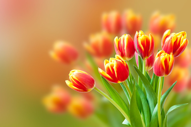 Kytice čerstvých červených a žlutých tulipánů rozostřeného pozadí. - Fotografie, Obrázek