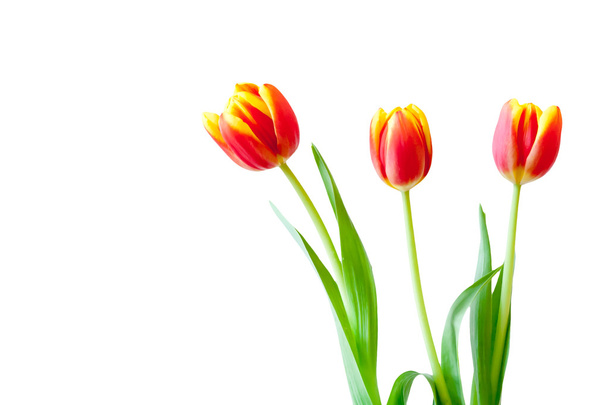 Tulipán virágok - Fotó, kép