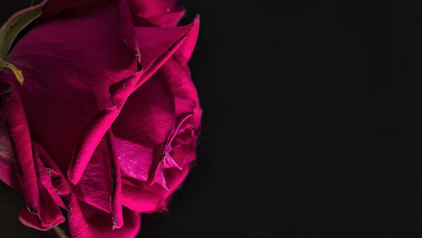 вінтажна квітка троянди на темному фоні з відображенням
 - Фото, зображення