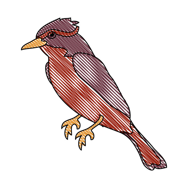 doodle cute northern cardinal bird animal vector illustration - Vektori, kuva