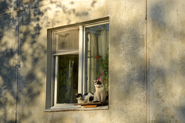 Pari kissaa istuu ikkunassa.
 - Valokuva, kuva