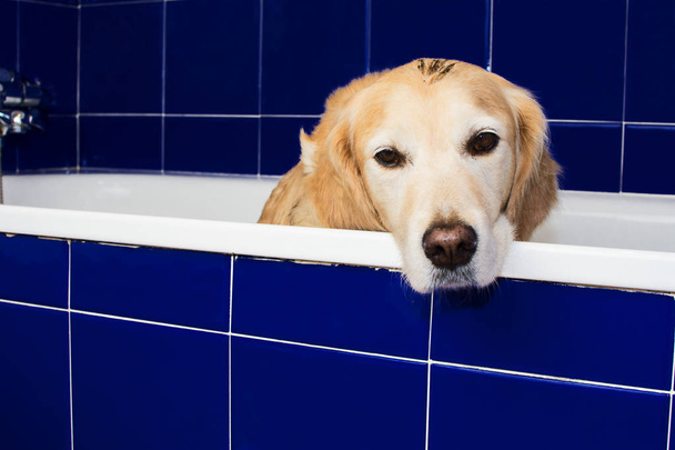 Ouderen Dirty Golden Retriever hond wachten op een douche In de badkuip in een blauwe - Foto, afbeelding