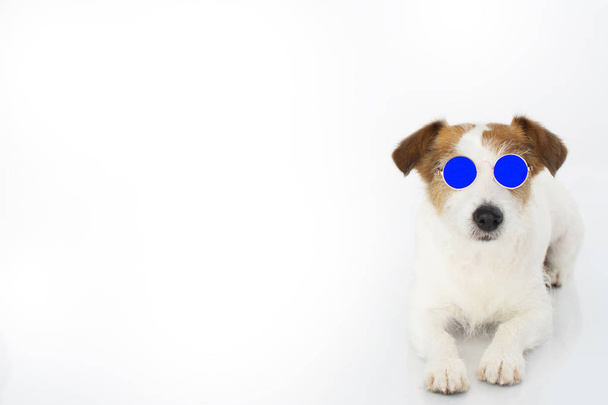 FASHION JACK RUSSELL DOG WEARING BLUE MIRROW SUNGLASSES ISOLATED ON WHITE BACKGROUND.  BANNER WITH ROOM FOR TEXT. - Фото, зображення