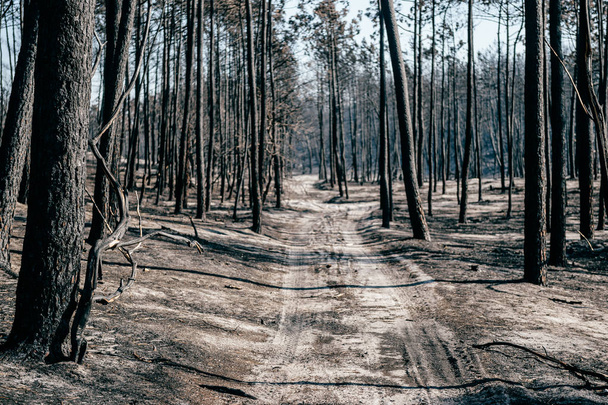 живописный вид на живописный осенний лес в Португалии утром
 - Фото, изображение