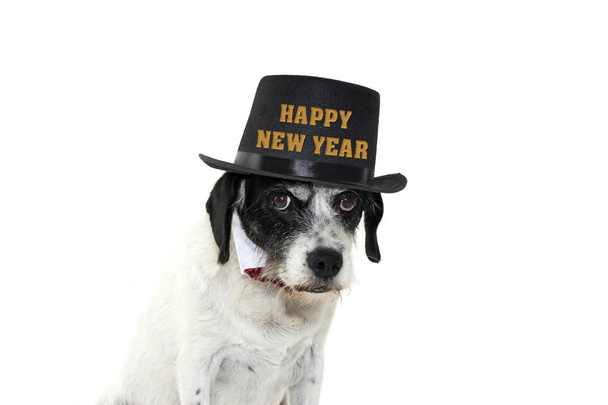 Grappig en elegante hond het dragen van zwarte hoge hoed met Happy New Year tekst en Bowtie. Geïsoleerd tegen witte ruimte van de Background.Copy - Foto, afbeelding