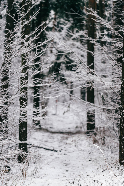 scenic view of beautiful snowy winter forest - Foto, Imagen