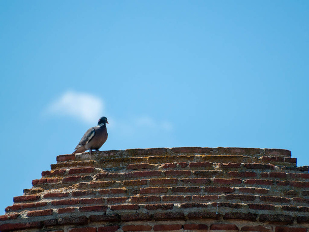 güvercin kuş tüneme, yakın çekim, vahşi yaşam  - Fotoğraf, Görsel