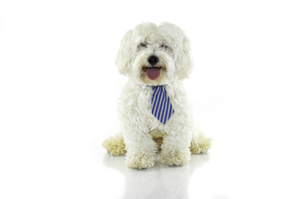 Boldog máltai Bichon kutya nyelv kilóg és mosolygó kék nyakkendő viselése. Elszigetelt fehér háttér háttér. - Fotó, kép