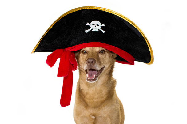 Gelukkige Mixedbreed hond gekleed In een piraat Halloween, Mardi Gras of carnaval kostuum hoed. Geïsoleerd tegen de witte achtergrond - Foto, afbeelding