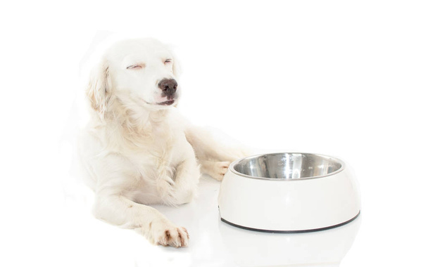 HAPPY WHITE DOG WAITING FOR EAT FOOD IN A BOWL  ISOLATED ON WHITE BACKGROUND. STUDIO SHOT. COPY SPACE - Fotó, kép
