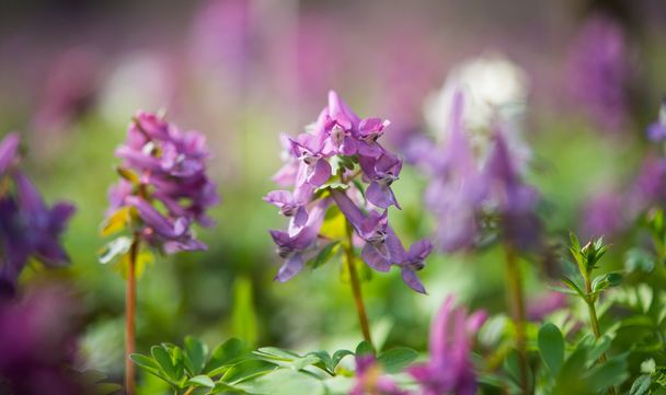 Purple flower of Hollowroot - Photo, Image
