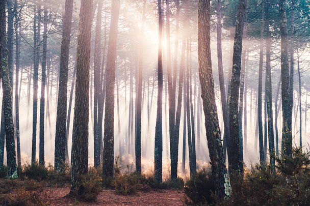 scenic view of picturesque sunrise in autumn forest in Portugal - 写真・画像