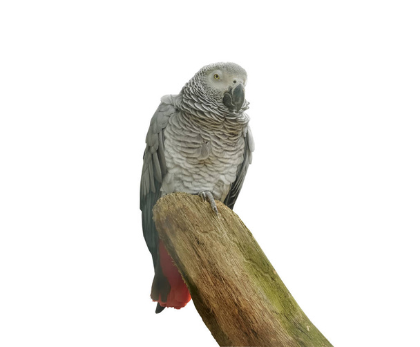 Αφρικανικός γκρίζος παπαγάλος, Psittacus erithacus, Κονγκό γκρι παπαγάλος είναι ένας παπαγάλος του παλαιού κόσμου της οικογένειας ψιττακοειδών. Ένας γκρίζος παπαγάλος κάθεται στο κλαδί του δέντρου. Οριζόντια απομονωμένες - Φωτογραφία, εικόνα