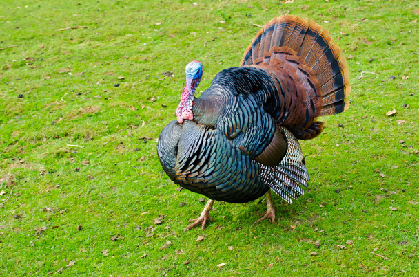 Strutting wild turkey - Fotoğraf, Görsel