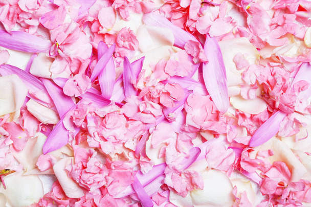 Flowers petals background, high resolution image - Фото, зображення
