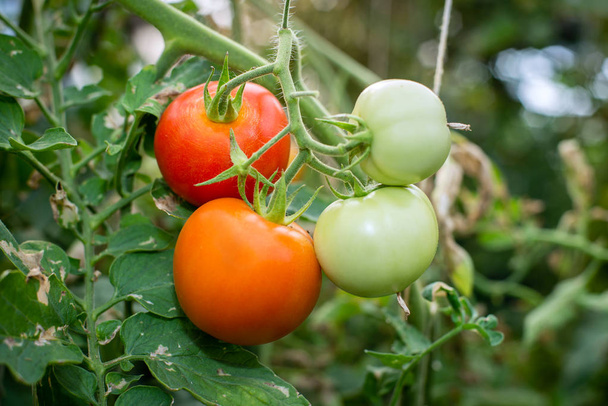 Bio rajčata pěstována v pobočce ve skleníku. - Fotografie, Obrázek
