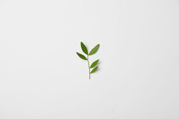 Top view of tea plant branch on white background  - Foto, immagini