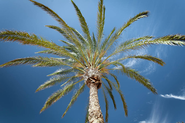 Tropický strom proti obloze. - Fotografie, Obrázek