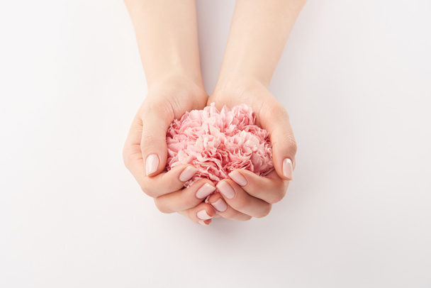 Περικοπεί προβολή γυναικεία χέρια με λουλούδια ροζ γαρίφαλα σε λευκό φόντο - Φωτογραφία, εικόνα