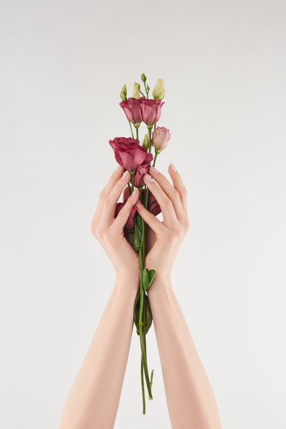 partial view of female hands with purple flowers on white background - 写真・画像