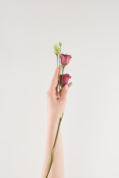 częściowy widok ręka fioletowe kwiaty na białym tle  - Zdjęcie, obraz