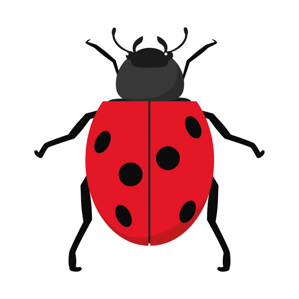 Natura biedronka owad zwierzę ilustracji wektorowych wiosna - Wektor, obraz