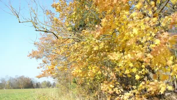 podzimní barvy javor větev listí pohyb větru modrá obloha - Záběry, video