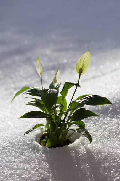 Spring blooming flowers coming up through the snow, sunny winter bokeh, copy space - Фото, зображення
