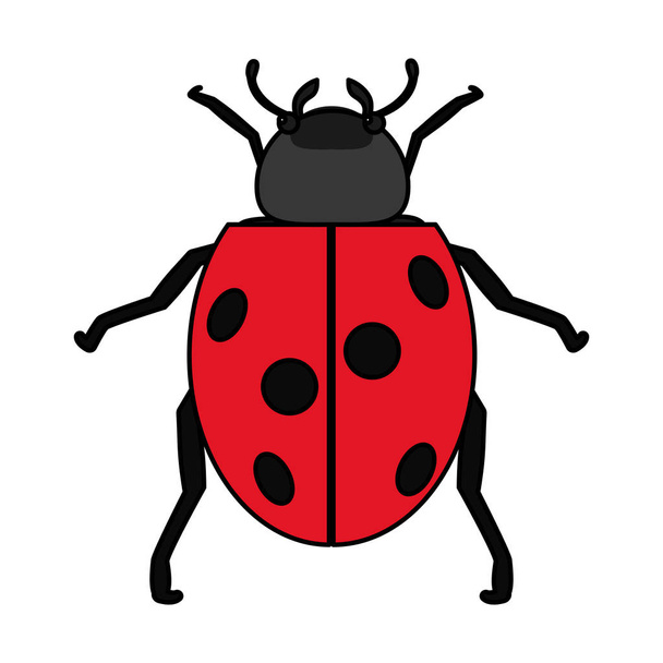color nature ladybug insect animal of spring vector illustration - Vector, Image