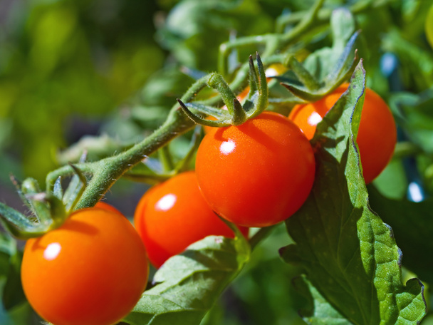Tomates rojos maduros en la vid
 - Foto, imagen