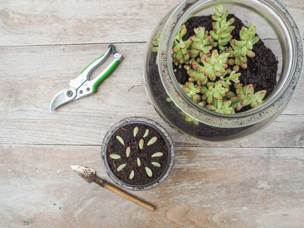 Houten tafel met tuingereedschap, een grote glazen pot met een sappige Sedum rubrotinctum rosea en een klein potje met leavesin bestelling doorgeven - Foto, afbeelding