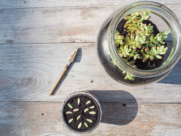 Iso mehukas Sedum rubrotinctum ruusufinni pieniä pistokkaita ja lehtiä pieni potti lisäämiseksi
 - Valokuva, kuva