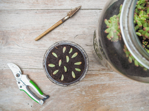 Dřevěný stůl s zahradní nářadí a malý hrnec s řízky a listy ze šťavnaté Sedum rubrotinctum rosea k rozšíření - Fotografie, Obrázek