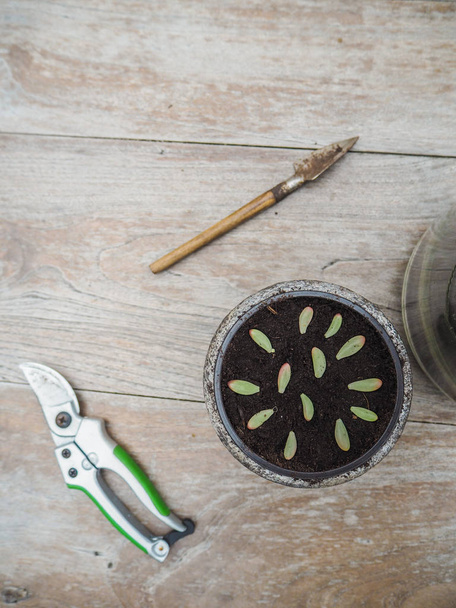 Houten tafel met tuingereedschap en een pot met kleine stekken en bladeren van een sappige Sedum rubrotinctum rosea om te verspreiden - Foto, afbeelding