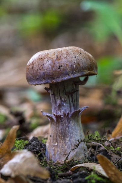 Задньорожевий гриб, кортиніарій мажор о. на м'якому фоні
 - Фото, зображення