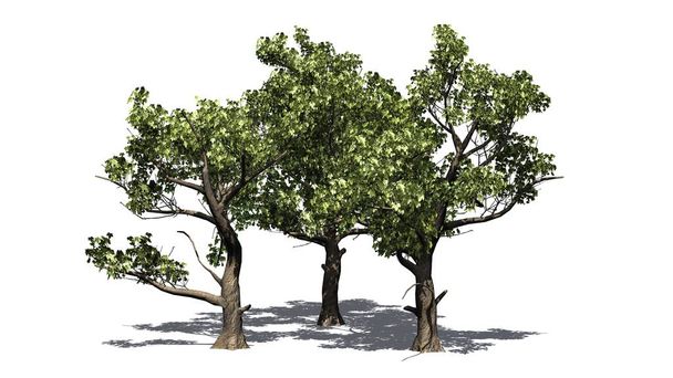 verscheidene Amerikaanse Sycamore bomen met schaduw op de vloer - geïsoleerd op witte achtergrond - Foto, afbeelding