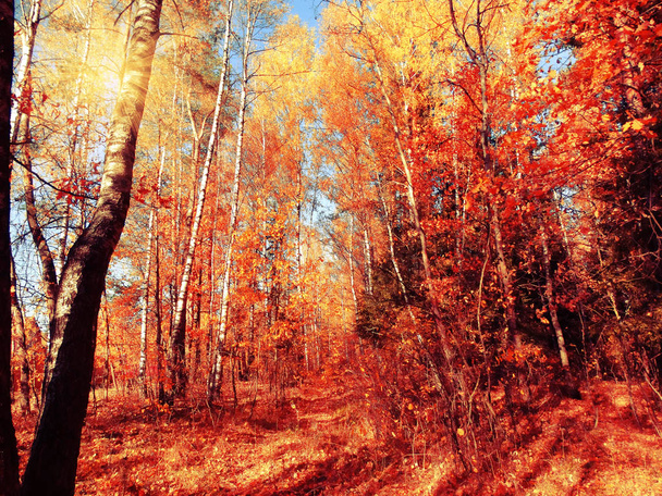 paisaje del bosque de otoño en un día soleado con hojas de roble fondo
 - Foto, Imagen