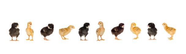Rencontre des poulets noir et jaune à Pâques
 - Photo, image