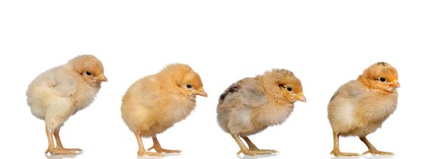 Rencontre de quatre poulets jaunes regardant du même côté
 - Photo, image