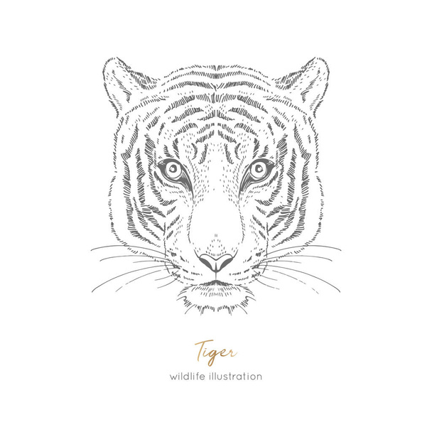 Symmetrical Vector portrait illustration of tiger - Vecteur, image