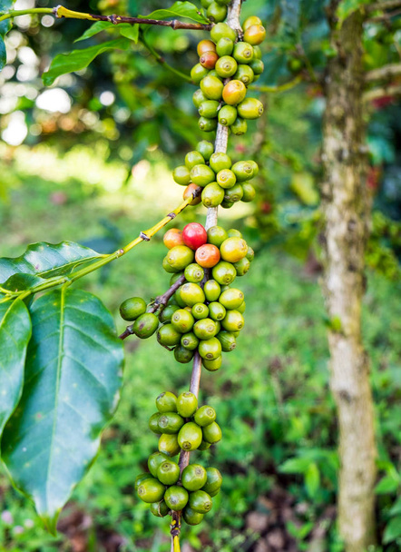 Kaffeebohnen Arabica reif auf einem Baum in Nordthailand Asien - Foto, Bild