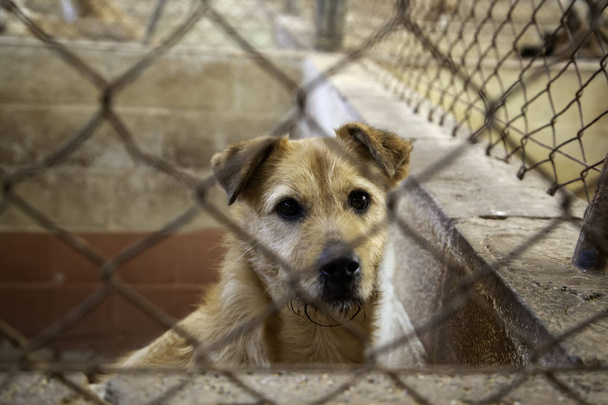 Dog locked in kennel, abandoned animals and mistreated - Photo, Image