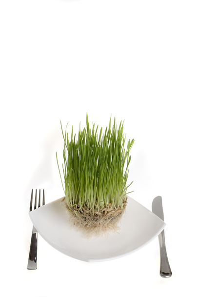Healthy green plant food on a plate. - Foto, afbeelding