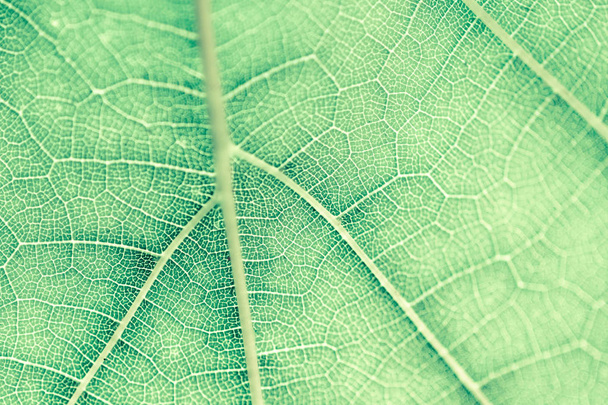Grape leaf, green toned, macro. Close up texture with copy space for design. - Photo, Image