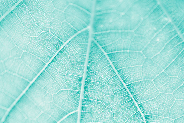 Szőlő leaf türkiz tónusú, makró. Közelről textúra másol hely tervezés. - Fotó, kép