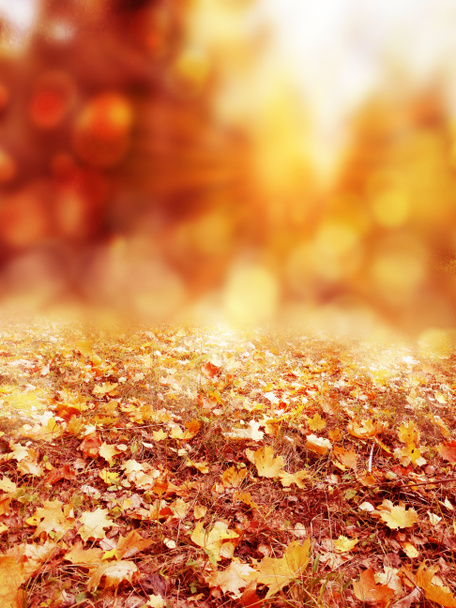 Outono paisagem florestal em um dia ensolarado com fundo folhas de bordo
 - Foto, Imagem
