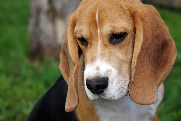 Hermoso tri-color Beagle cachorro Inglés. Sentado en la hierba verde. Beagle es una raza de perros pequeños
. - Foto, Imagen