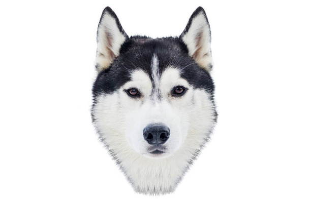 Una faccia da cane siberiano Husky. Chiudere Husky razza ritratto. Il cane robusto ha il colore di pelo nero e bianco. Isolato sfondo bianco per il design
. - Foto, immagini