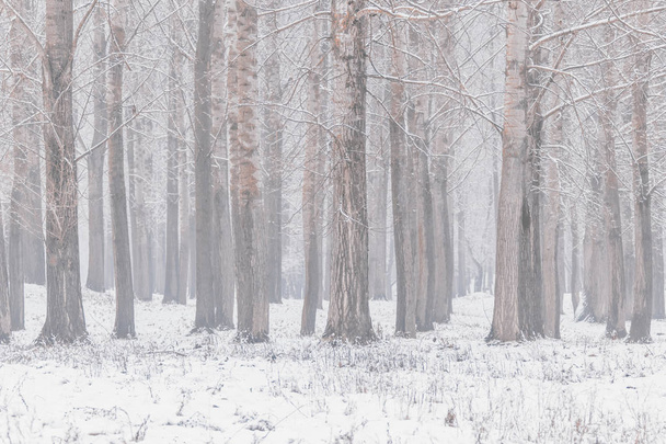 Topolové stromy kmeny přirozeného pozadí Zimní edice - Fotografie, Obrázek